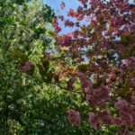Pinke Blüten weiße Blüten Bäume
