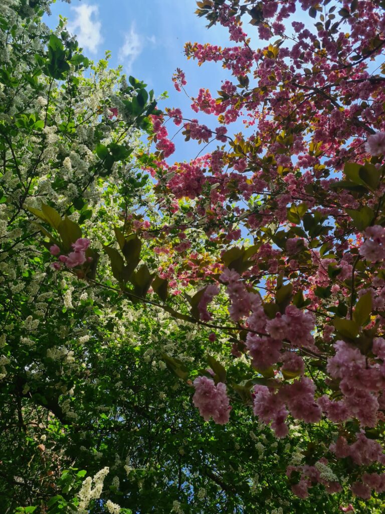 Pinke Blüten eines Baumes
