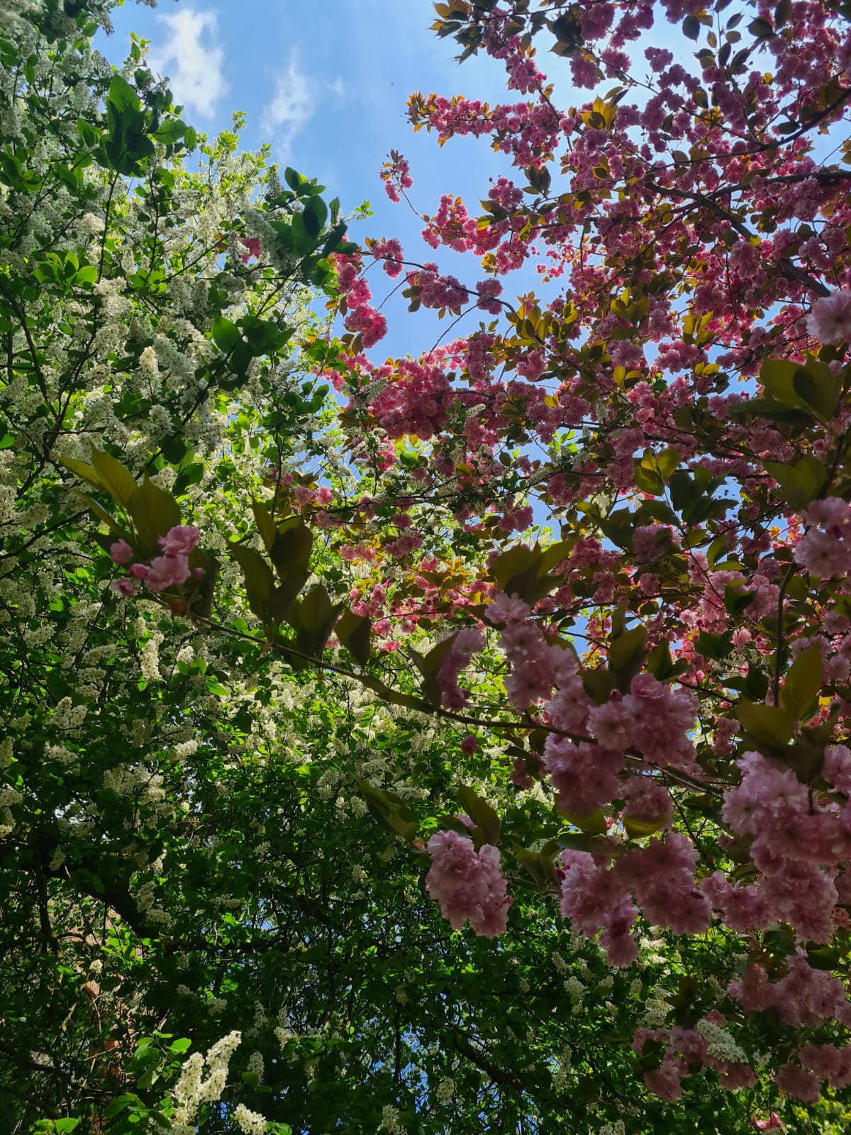 Pinke Blüten weiße Blüten Bäume