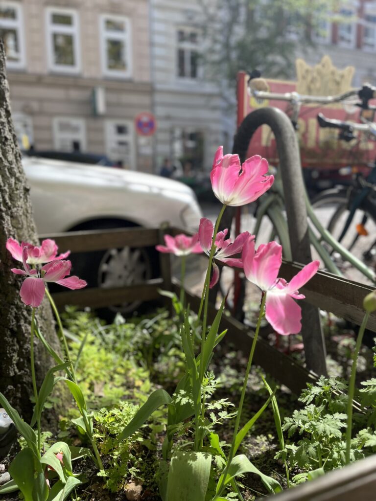 Blumen Beet Pflanzen Straße