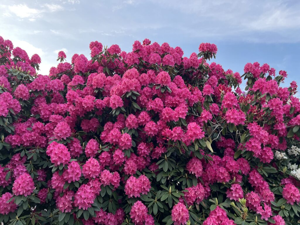 Himmel Busch Pink Blüten