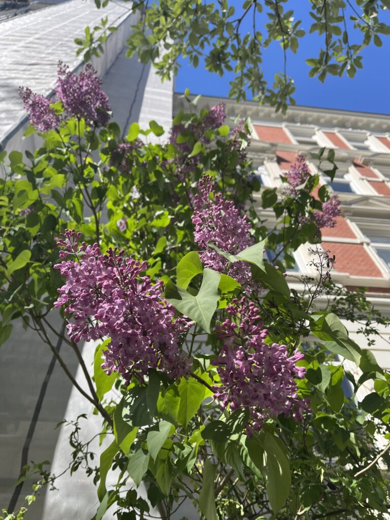 Pinke Blüten Altona Haus Ast