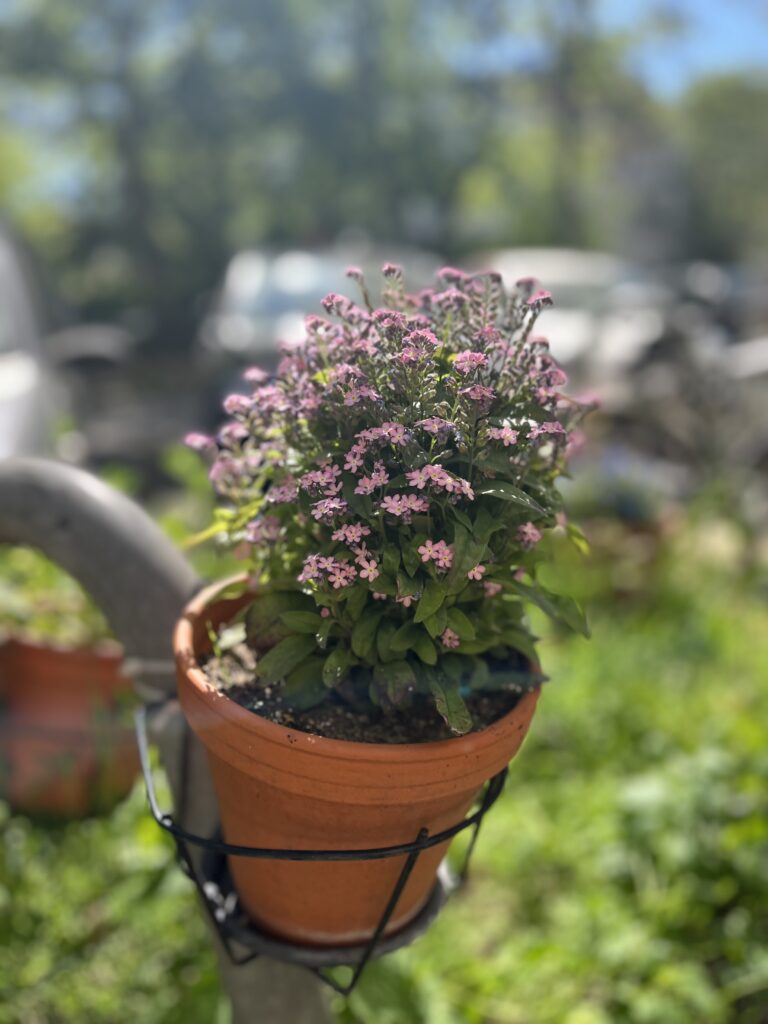 Blumen Pink Blumentopf Sonne Altona