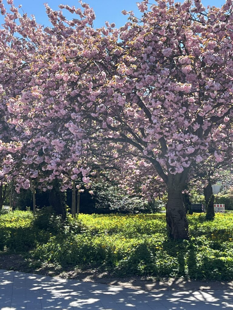 Pink Bäume Blüten Weg
