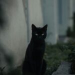 Schwarze Katze Hauswand Schatten