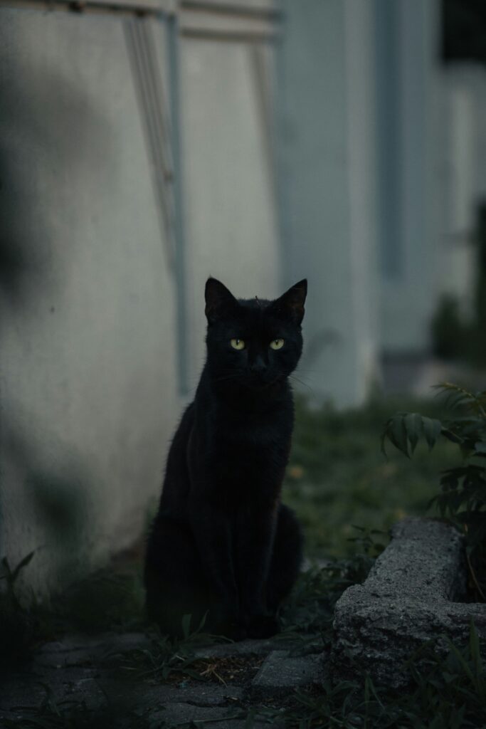Schwarze Katze Hauswand Schatten